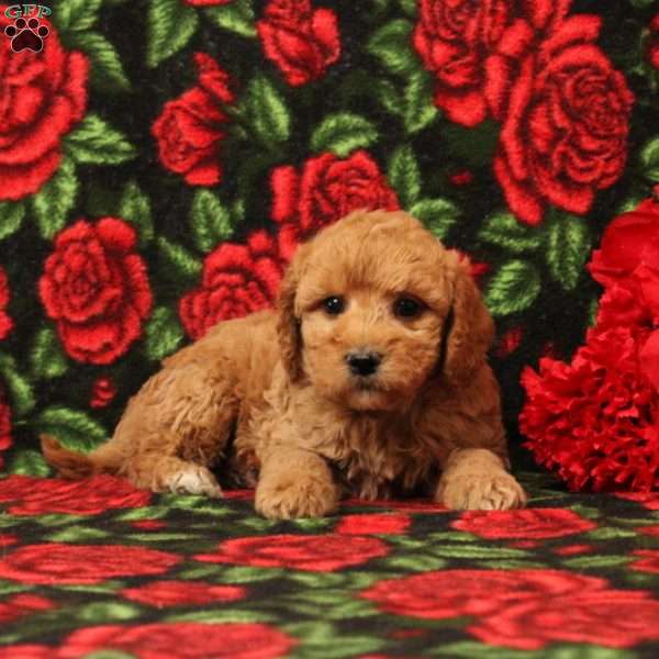 Bobby, Mini Goldendoodle Puppy